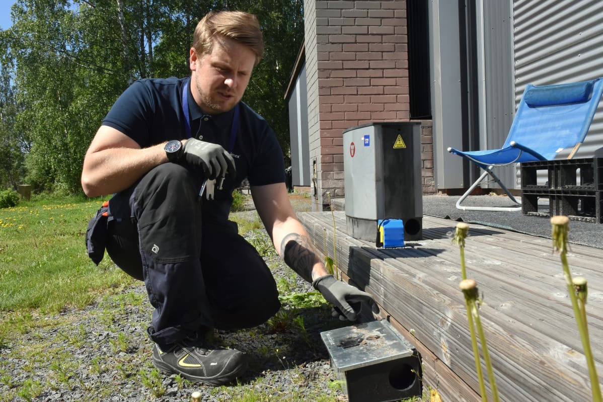 Anticimexin tuholaistorjuja Mikko Lähteenlahti tarkastaa tuholaisloukkua.