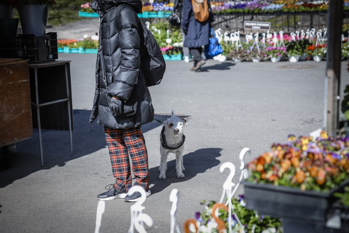 Koira Turun kauppatorilla.