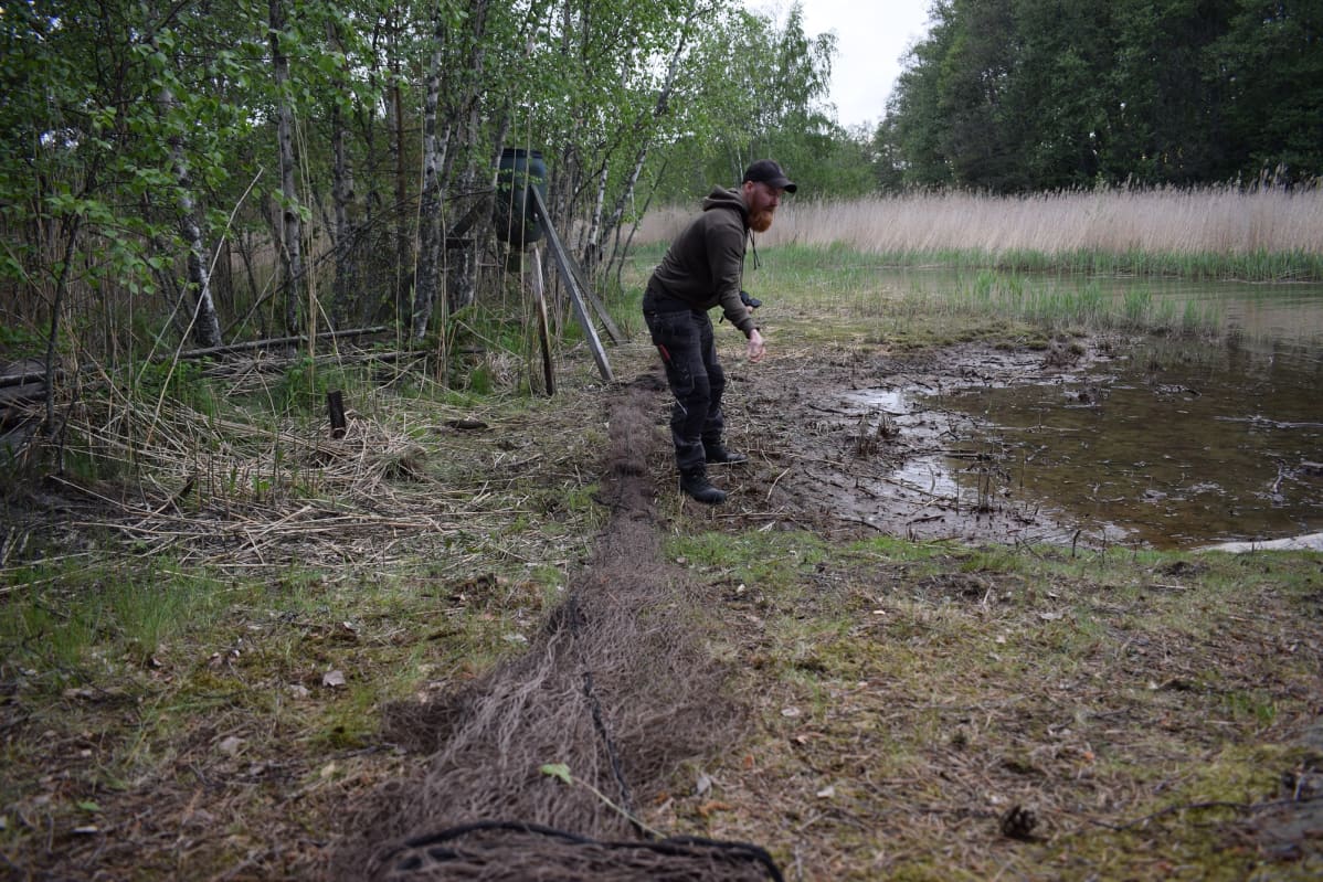 lintuverkko, tutkija Antti Piiroinen