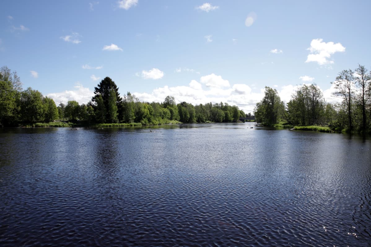 Lapväärtinjoki-Isojoki on merkittävä meritaimenen lisääntymisjoki Länsi-Suomessa.