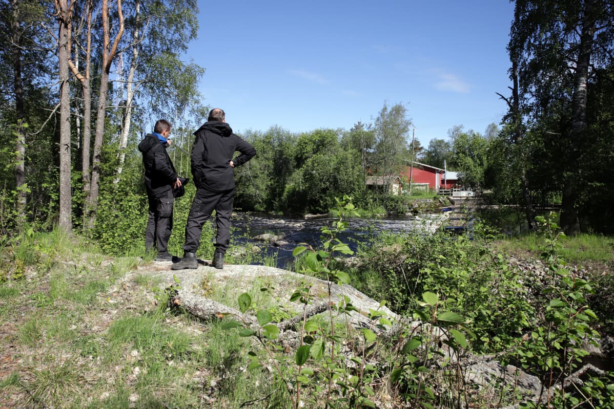 Vesitalousasiantuntija Teemu Huovinen (vas.) ja vesienhoidon ryhmäpäällikkö Jyrki Latvala Etelä-Pohjanmaan ELY-keskuksesta paikallistamassa taimenia Peruksen padolla Kristiinankaupungin Lapväärtissä.