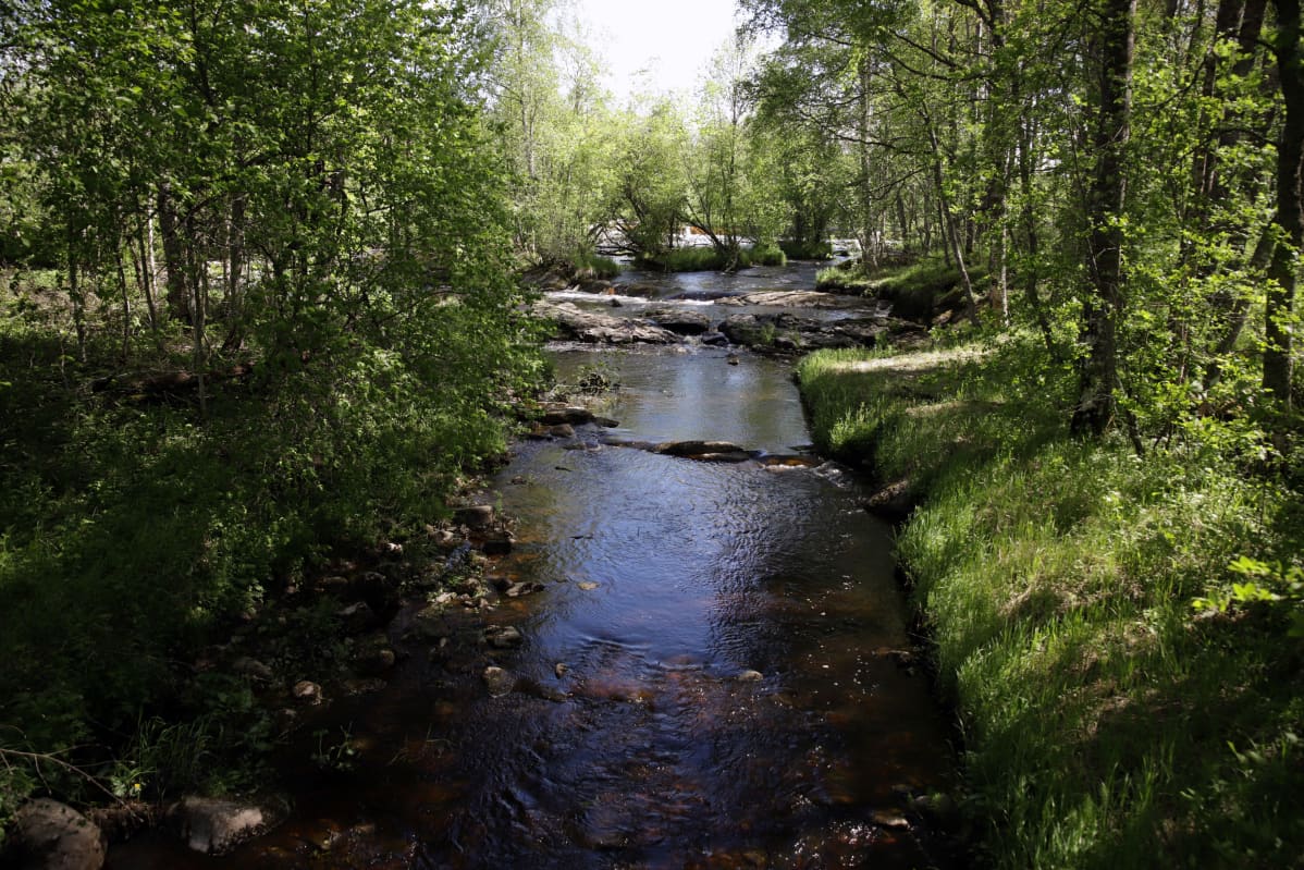 Peruksen koskialue jää valtatieltä katsottuna piiloon.
