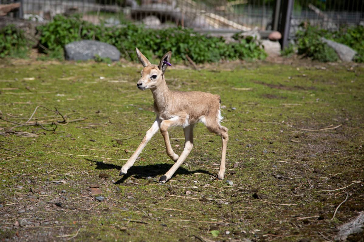 Emonsa hylkäämä harvinainen kuhertajagasellivasa olisi menehtynyt, elleivät Korkeasaaren eläintenhoitajat olisi ottaneet sitä hoiviinsa.