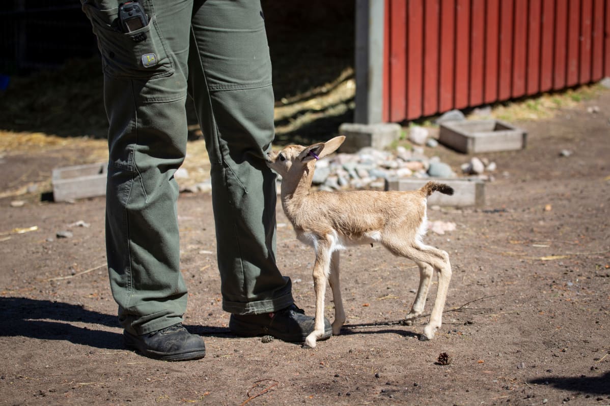 Emonsa hylkäämä harvinainen kuhertajagasellivasa olisi menehtynyt, elleivät Korkeasaaren eläintenhoitajat olisi ottaneet sitä hoiviinsa.