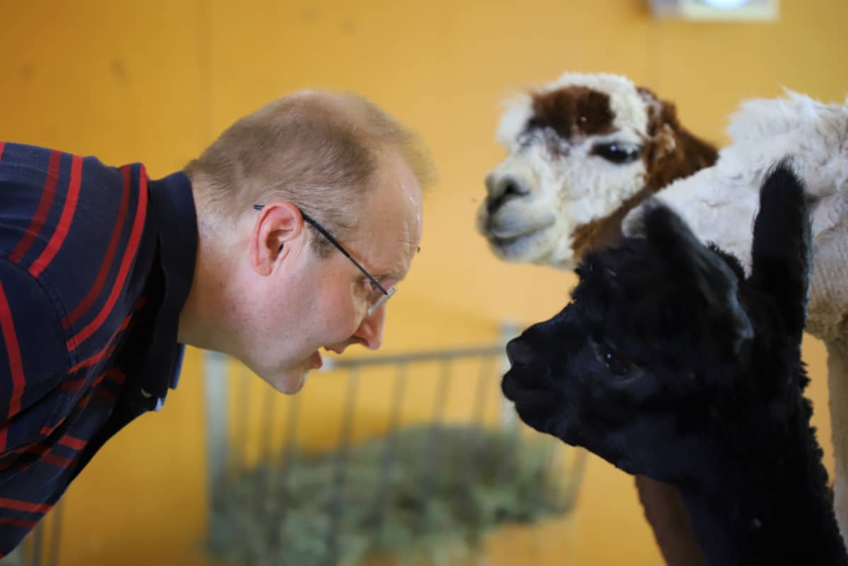Petri Porkka kumartuu kohti alpakoita.