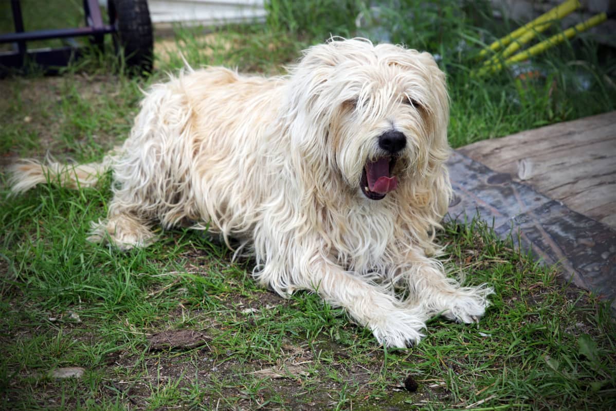 10-vuotias RSPCA:lta pelastettu Timmy-koira tottelee käskyjä ainakin toistaiseksi vain englanniksi.