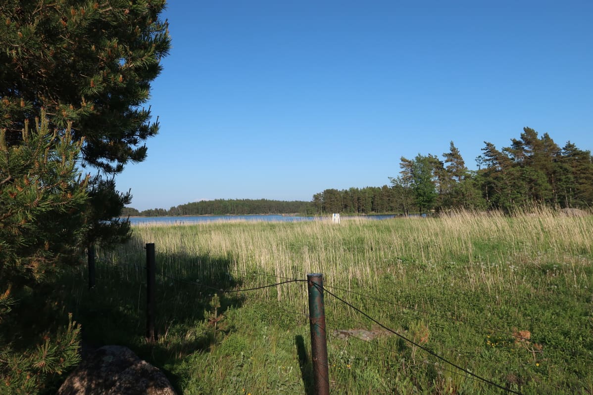 aita kaislikon ja metsän välissä