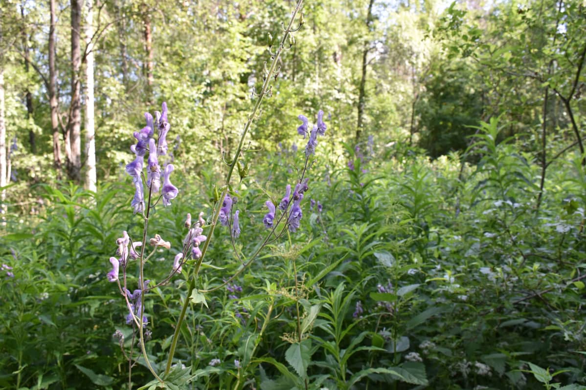 Lehtoukonhattu kukkii.