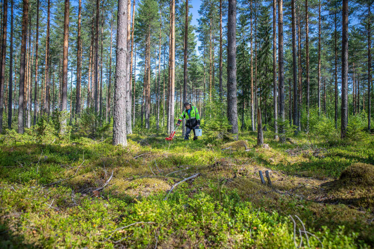 Pentti Jeronen kerää mustikoita kesäisenä aamuna.