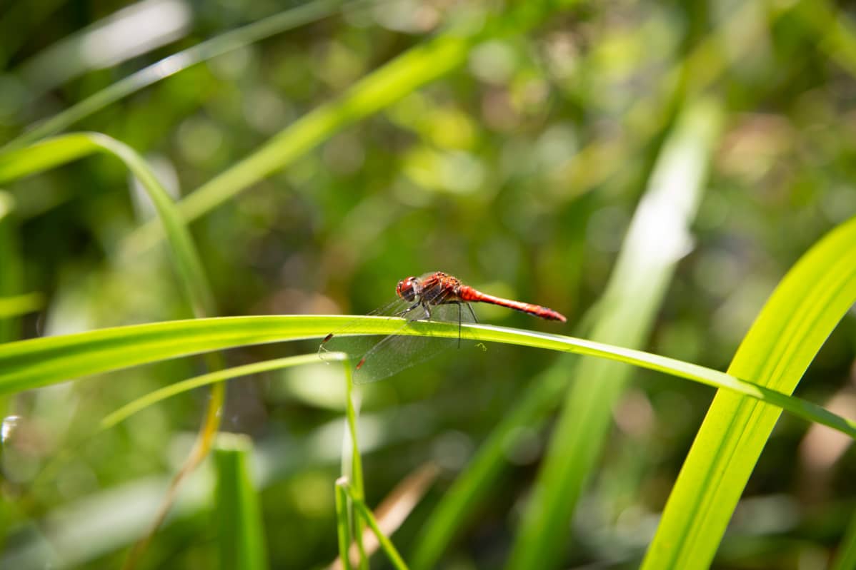 Verikorento korrella