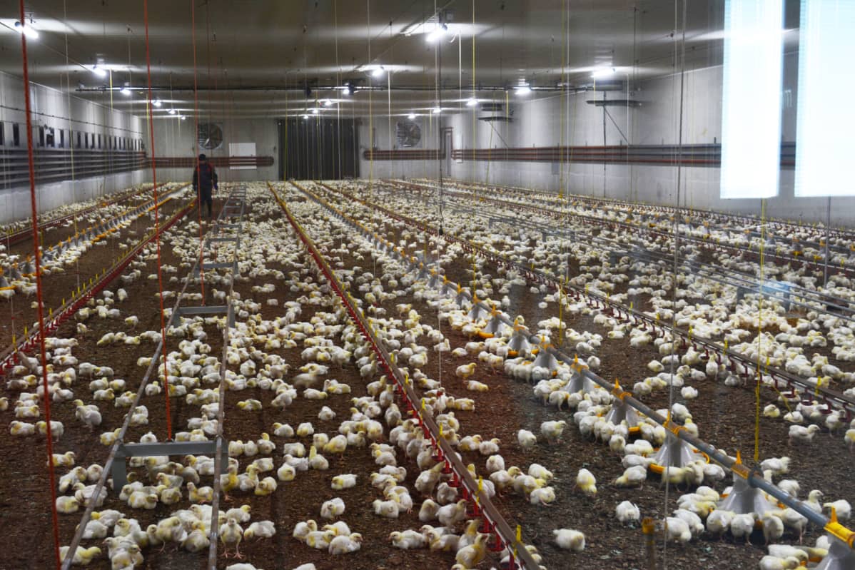 15 000 broileria kasvaa Ylisen tilalla Nurmossa