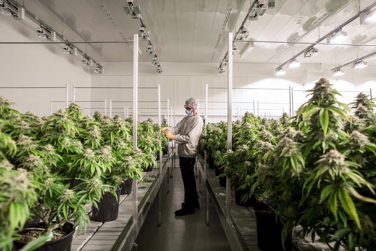 Smiths Falls, Ontario, Canada. July 23, 2019. Canopy Growth Corporation kasvattaa kannabista ja tekee kannabistuotteita Tweed-brandille.