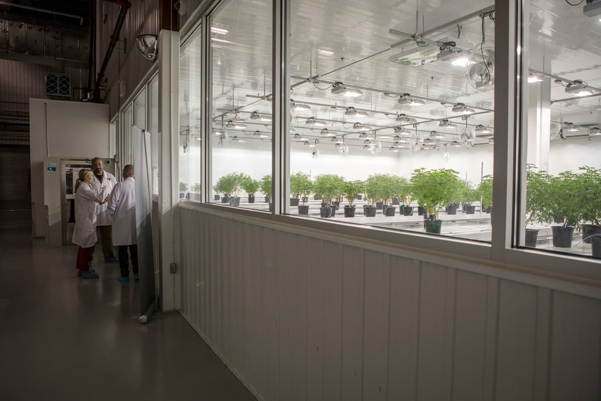 Smiths Falls, Ontario, Canada. July 23, 2019. Canopy Growth Corporation kasvattaa kannabista ja tekee kannabistuotteita Tweed-brandille.
