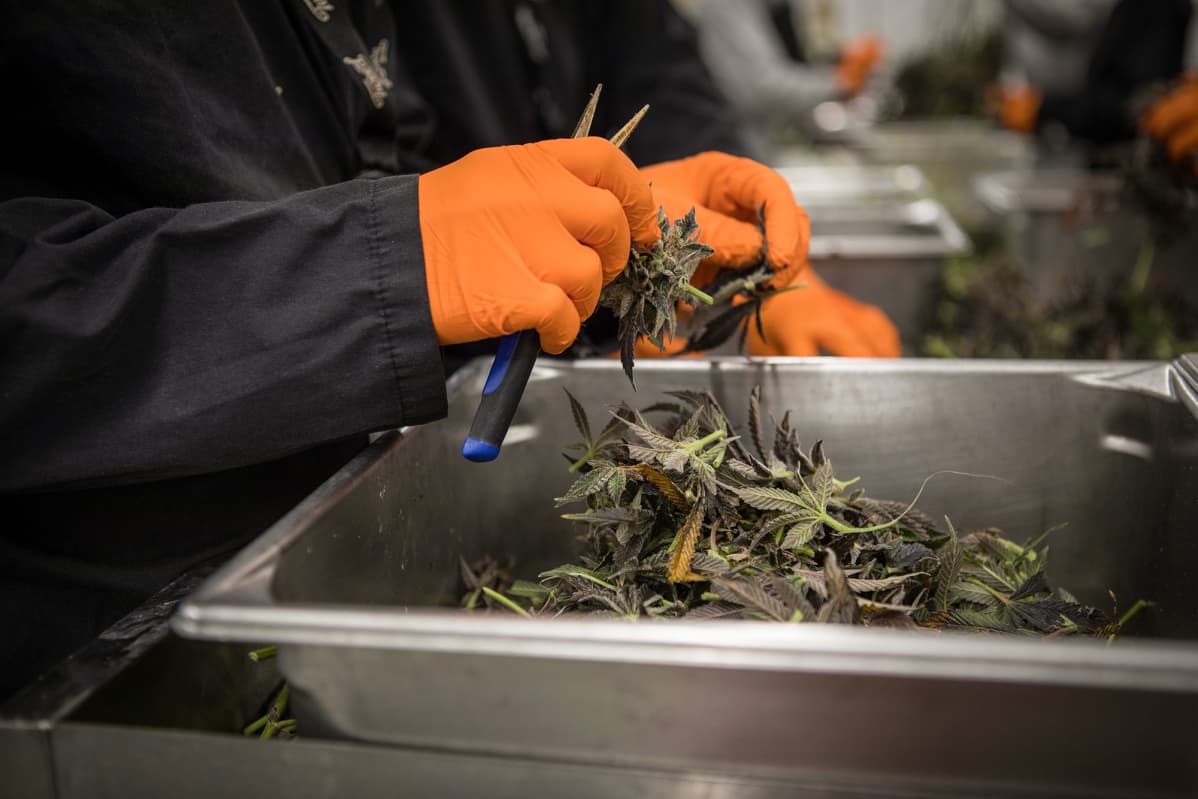 Smiths Falls, Ontario, Canada. July 23, 2019. Canopy Growth Corporation kasvattaa kannabista ja tekee kannabistuotteita Tweed-brandille. Tehdas on entinen Hersheys-suklaatehdas, joka lopetti toimintansa vuosia sitten.