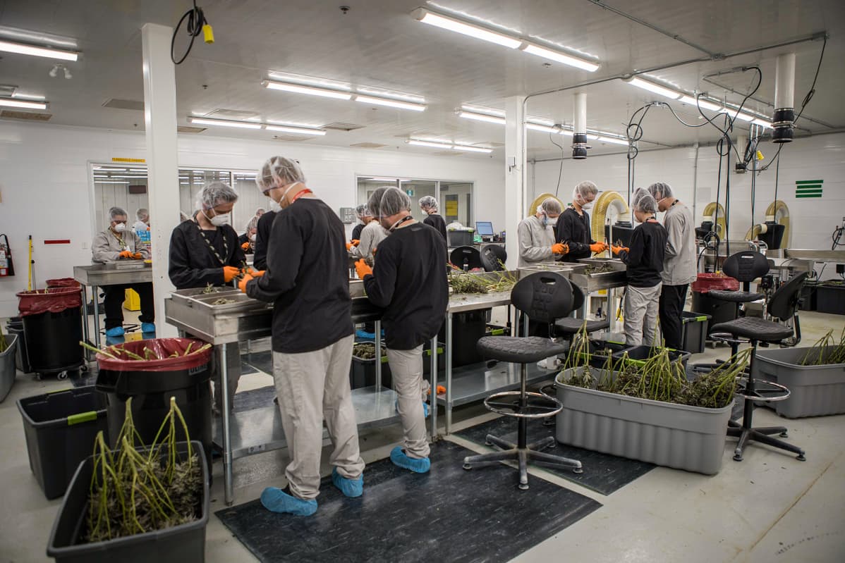 Smiths Falls, Ontario, Canada. July 23, 2019. Canopy Growth Corporation kasvattaa kannabista ja tekee kannabistuotteita Tweed-brandille. Tehdas on entinen Hersheys-suklaatehdas, joka lopetti toimintansa vuosia sitten.