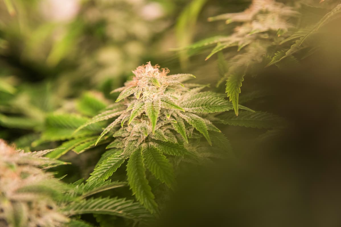 Smiths Falls, Ontario, Canada. July 23, 2019. Canopy Growth Corporation kasvattaa kannabista ja tekee kannabistuotteita Tweed-brandille sekä lääkekannabista. Tehdas on entinen Hersheys-suklaatehdas, joka lopetti toimintansa vuosia sitten.