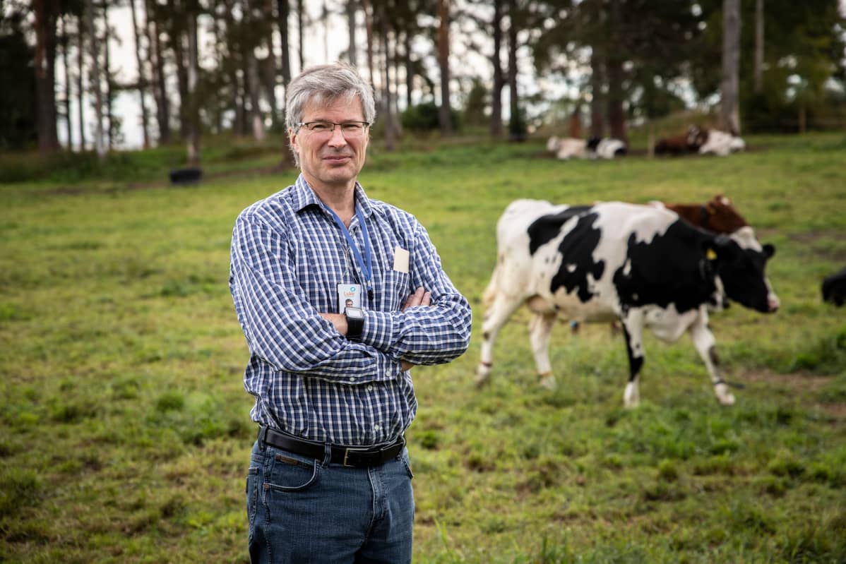 Luken johtava tutkija Perttu Virkajärvi Maaningan tilan laitumella.