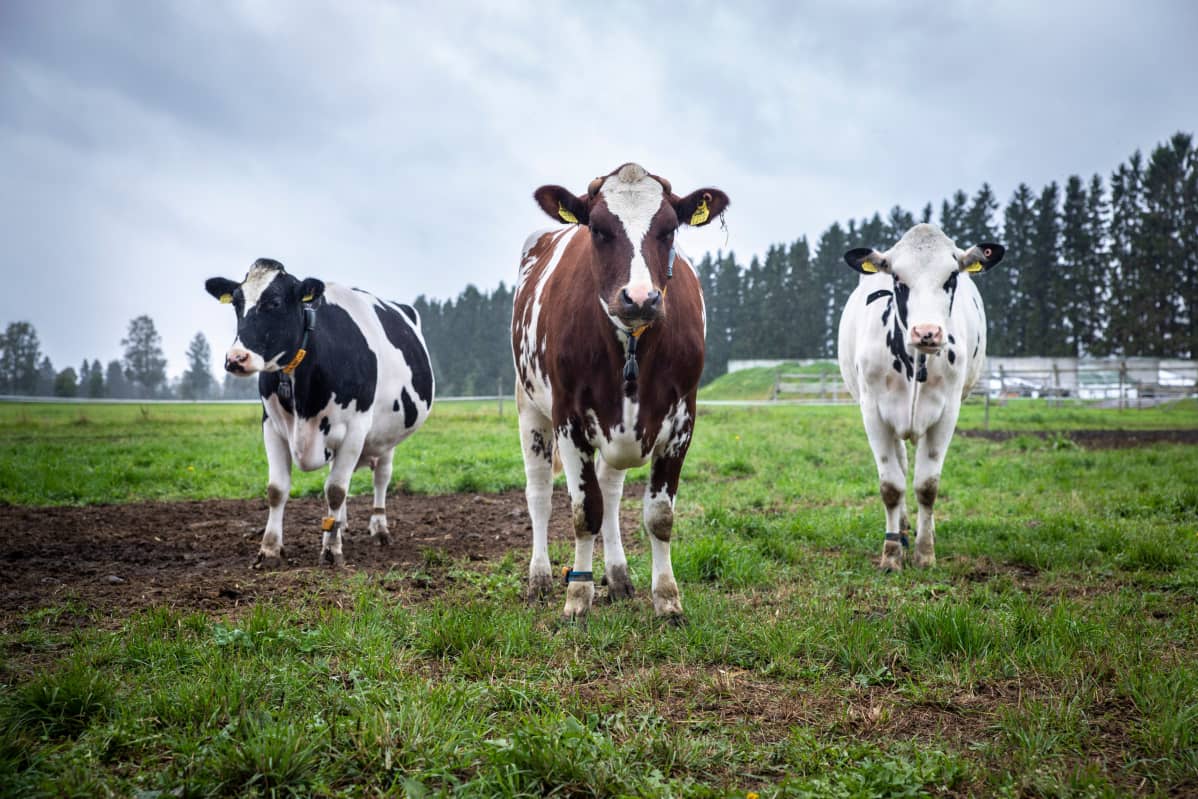 Lehmiä Luken Maaningan tutkimusasemalla.