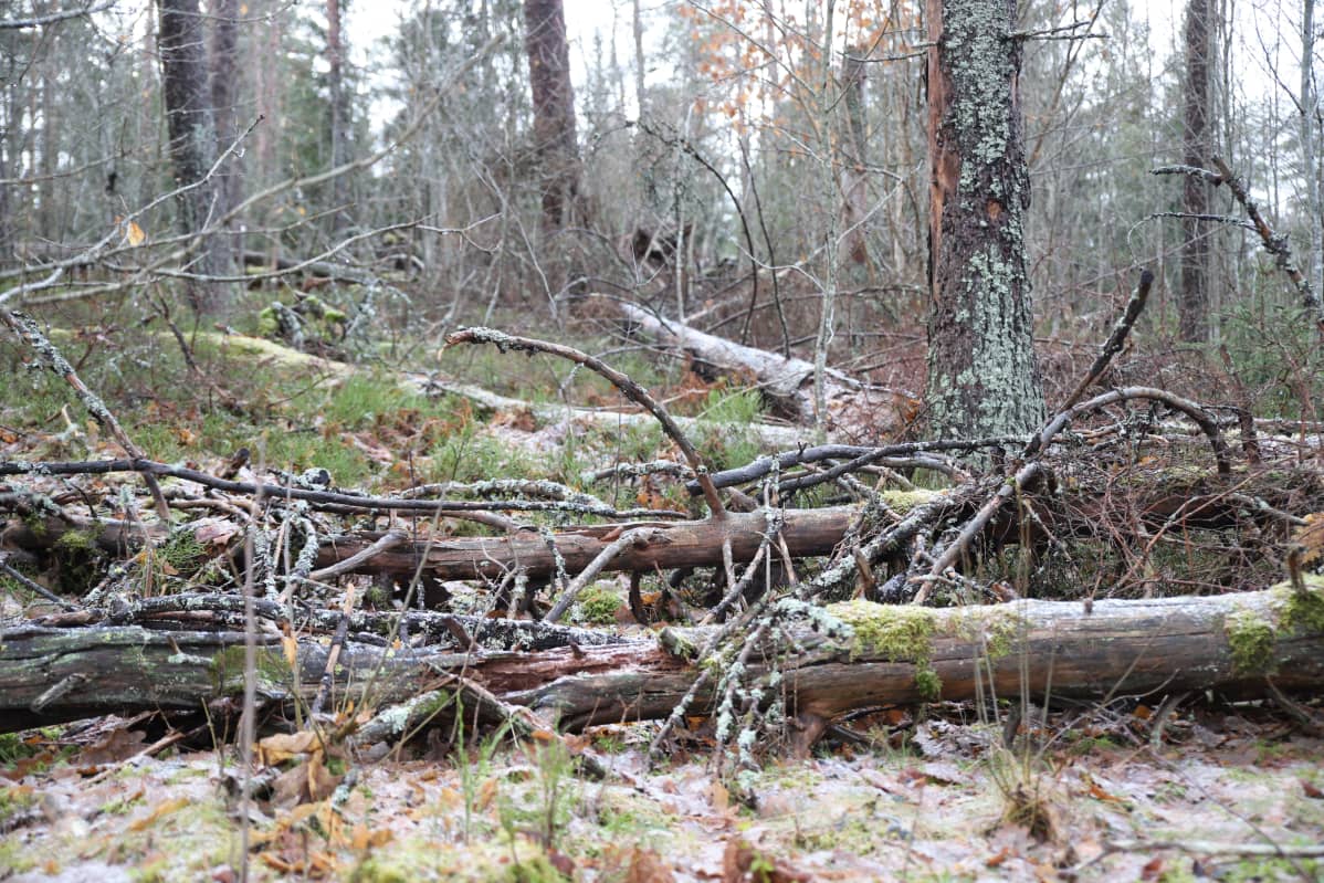 Janika-myrskyn jälkiä Hämeenlinnan Aulangolla