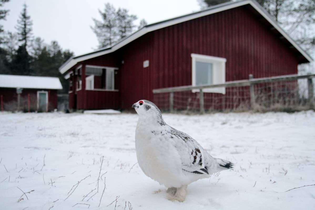 Pyyriekot olivat hyvin kesyjä ensimmäisenä syksynään.