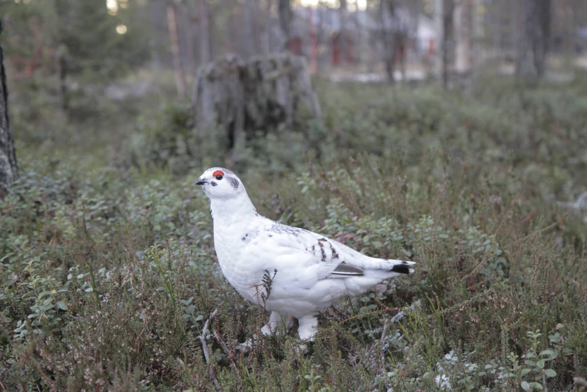 Talvipukuinen pyyriekko kesämetsässä. Riekon kesäpuku vaihtuu Sodankylässä talvipuvuksi viimeistään marraskuun alussa. Viime vuosina on ollut erityisen pitkiä lumettomia syksyjä. Silloin linnut ovat valkoisena mustalla maalla useita viikkoja pedoille alttiina.