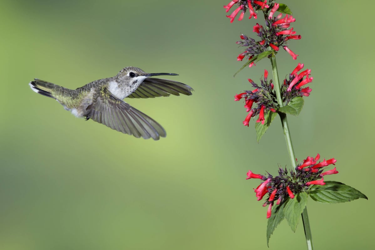 Pitkänokkainen kolibri lentää kukalle