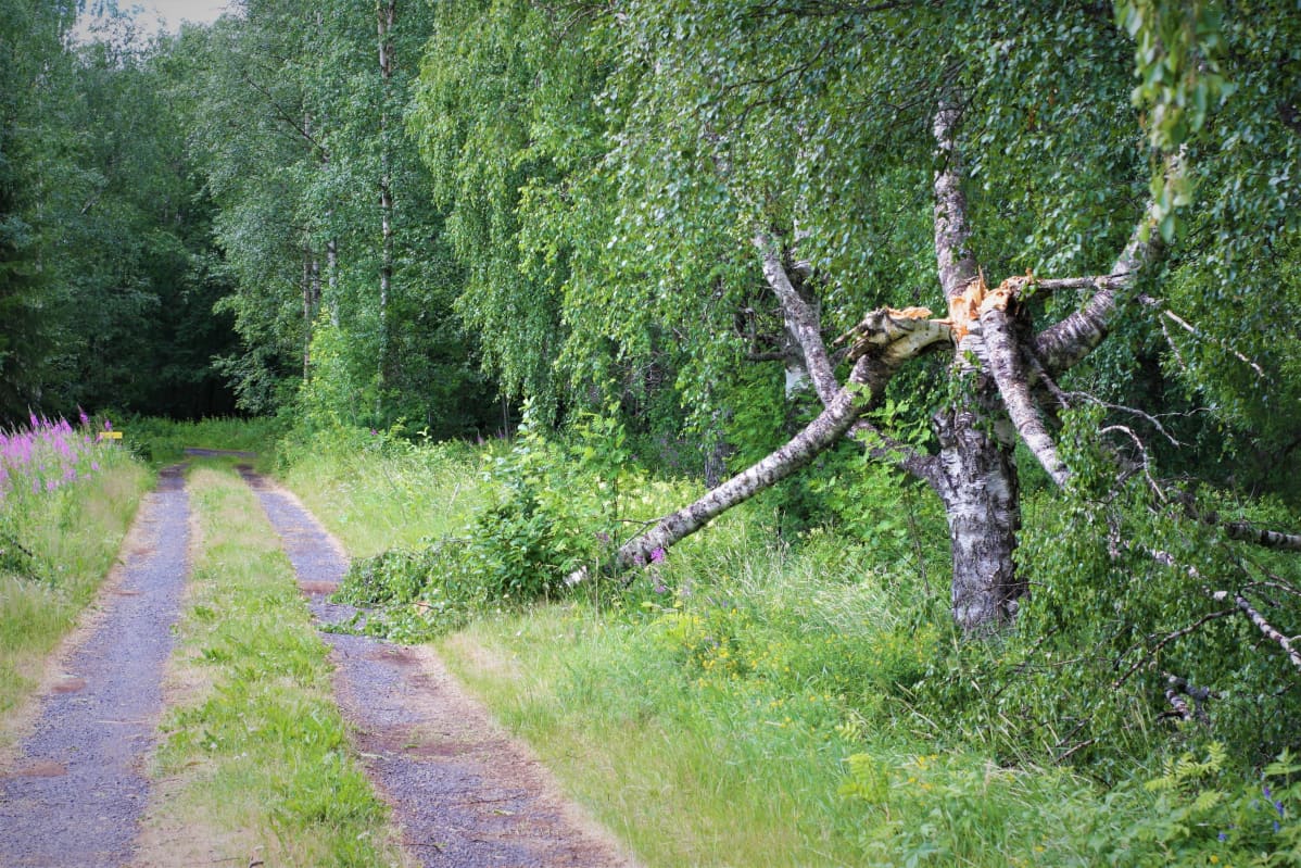 Päivö-myrsky Nerkoo Lapinlahti