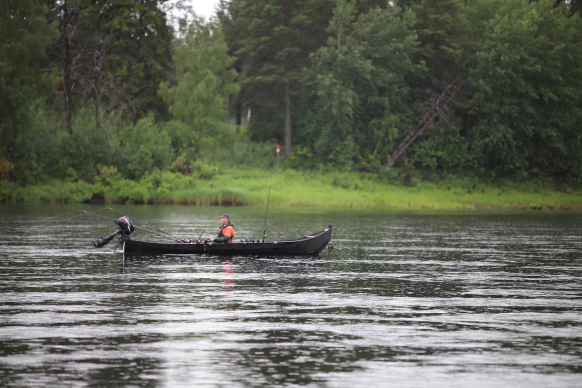 Tornionjoen-Muonionjoen vesistö on Itämeren vaelluslohen ainoita vielä säilyneitä lisääntymisalueita. Kalastaja Muonionjoella heinäkuussa 2020.