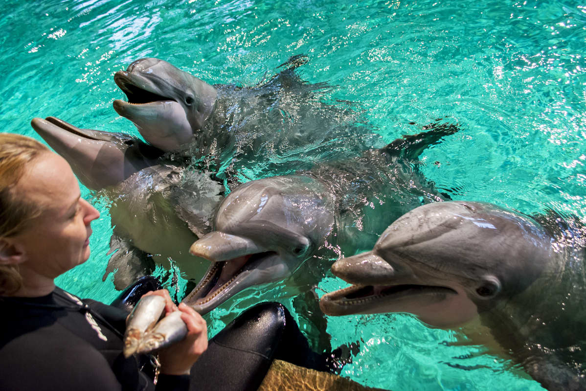 Delfiinejä Särkänniemen delfinaariossa