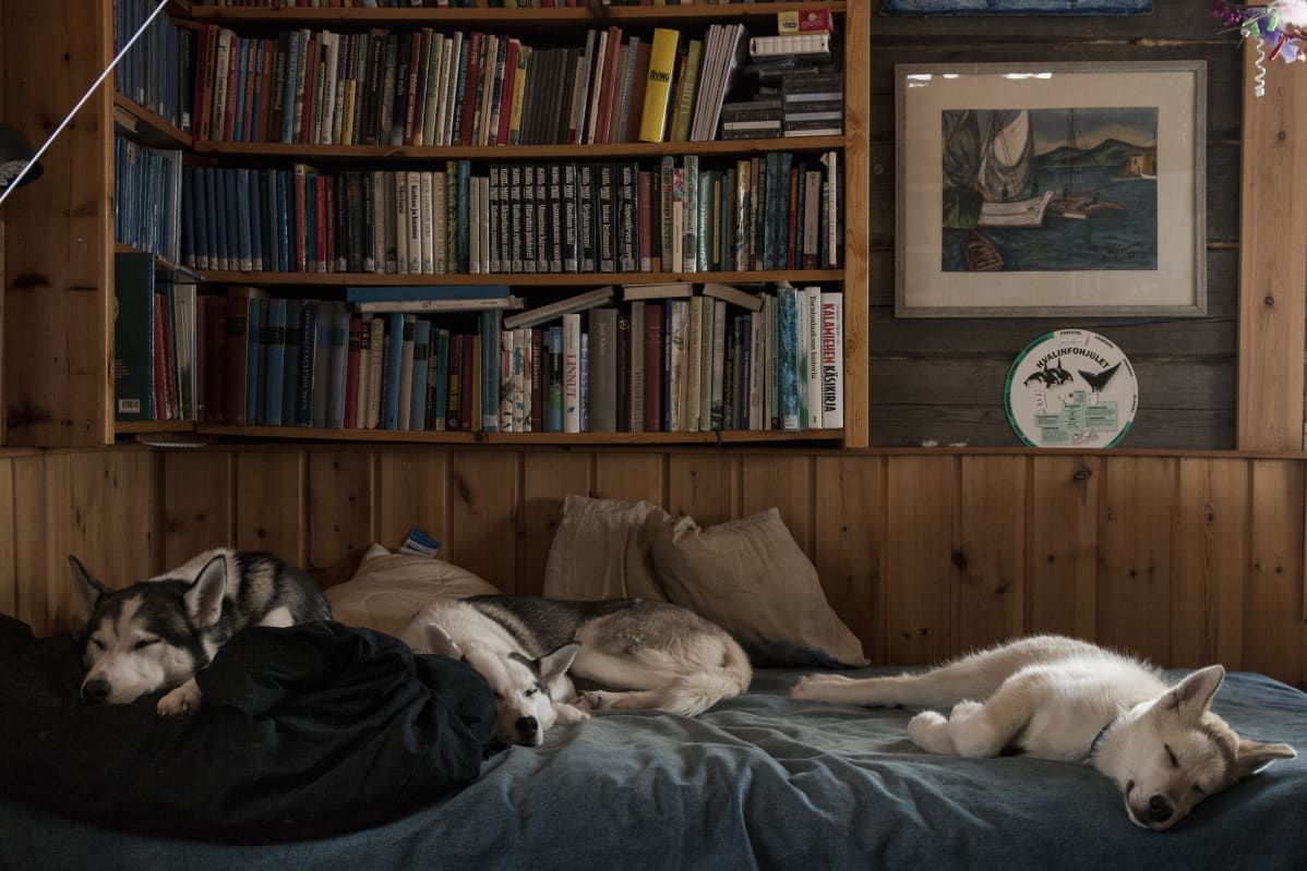 Husky, lankojärvi, Nuuskuvuopion Ykä, Alma ja pentukoira Sau.