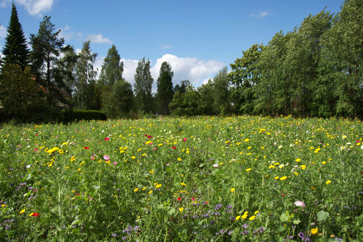 Ryydynpohjan maisemaniitty Tampere