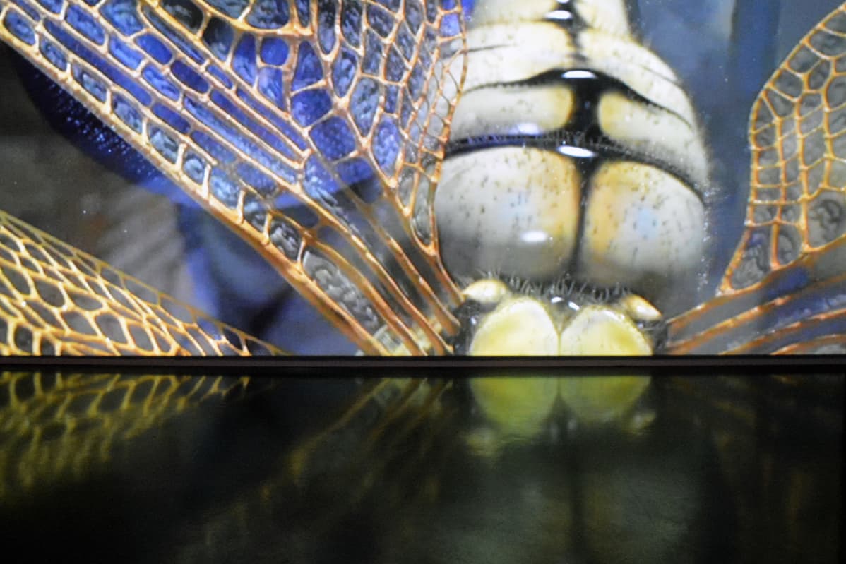Michoko Erkola: Dragonfly