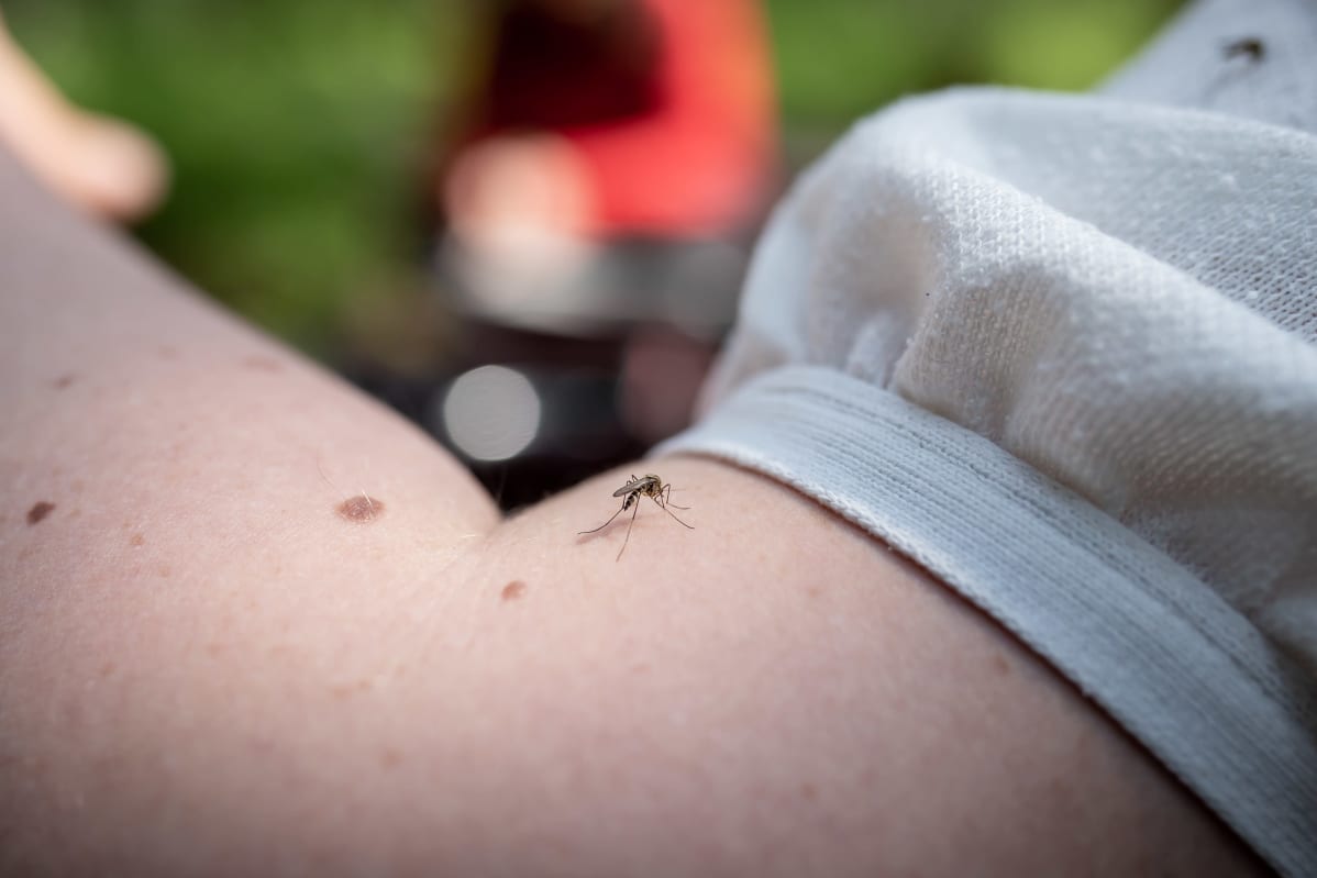 Lähikuva hyttysestä kädellä, Jollaksen räme, 4.6.2019.