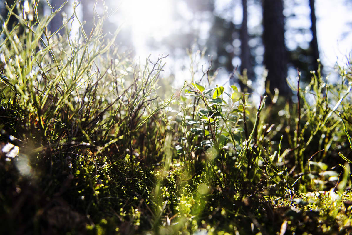 Kuvassa on metsämarjan varpuja aurinkoisessa metsässä.