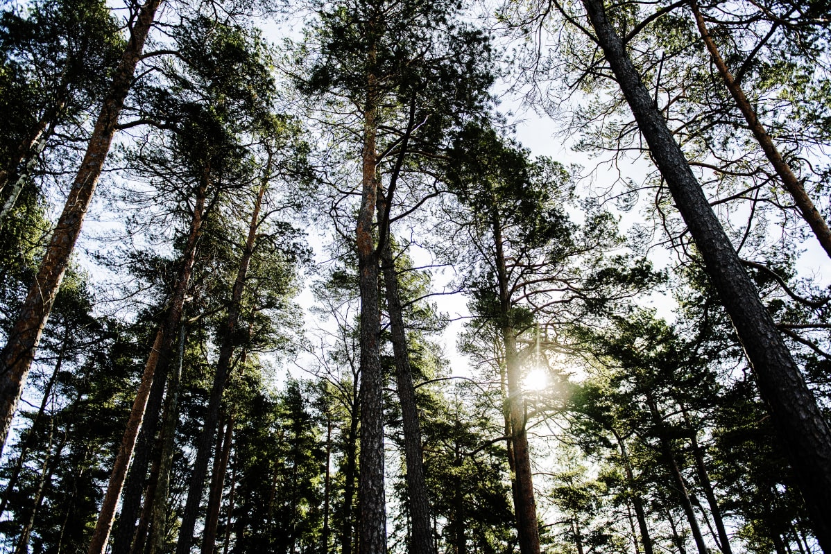 Kuvassa on aurinkoinen mäntymetsä.