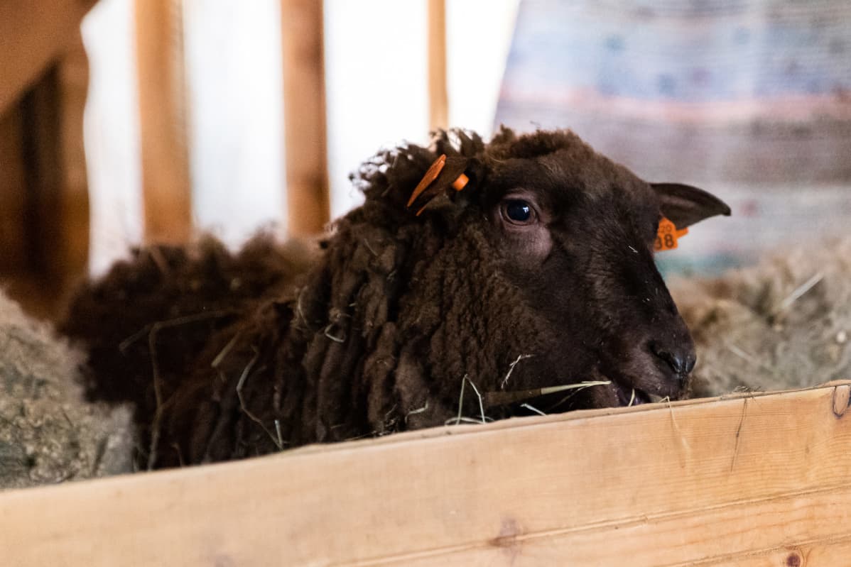 Turvejärven talon musta lammas Laku.