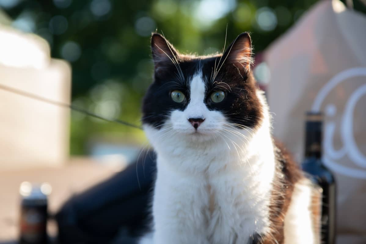 Kissa puistossa