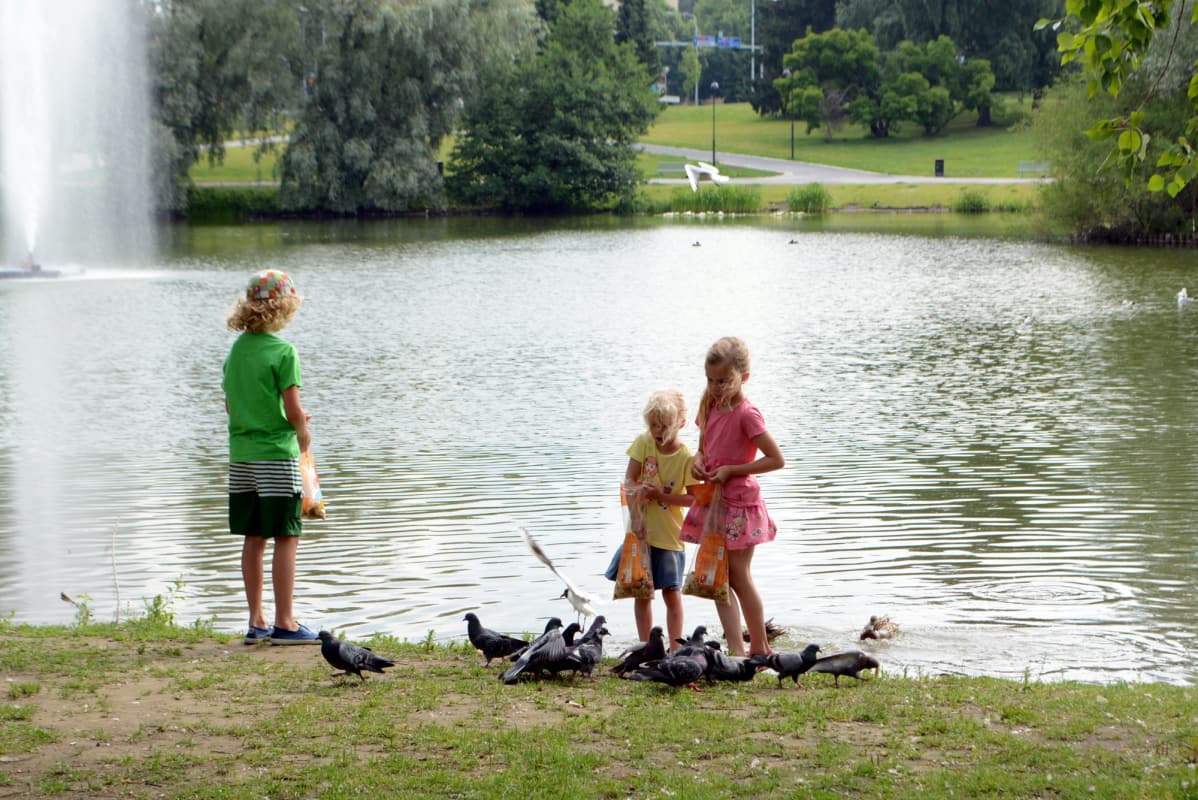Lapset syöttävät puluja ja sorsia