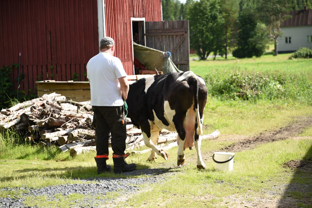 Perttu Taka-Eilola ja Mielikki-Lehmä pihamaalla.