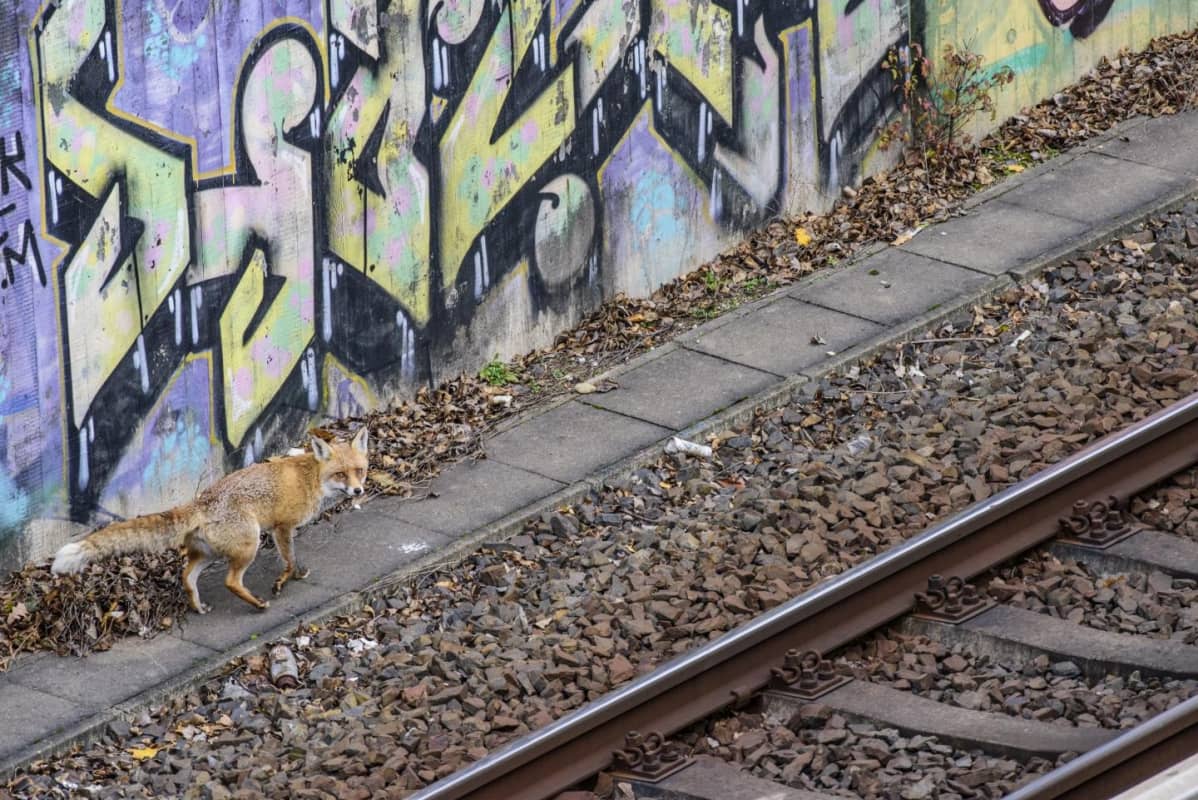 Kettu kävelee graffitien peittämän muurin laitaa, vieressä kulkee junarata.