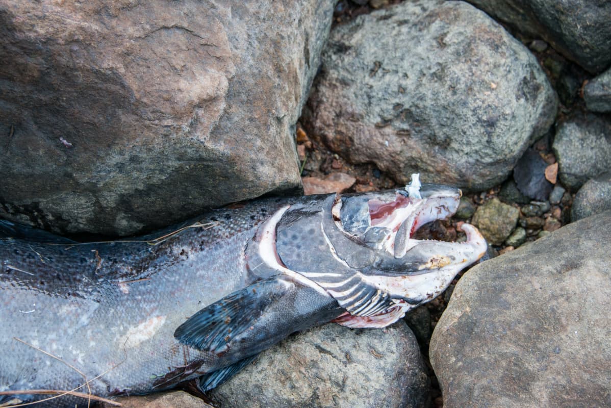 Kuollut Tornionjoen lohi