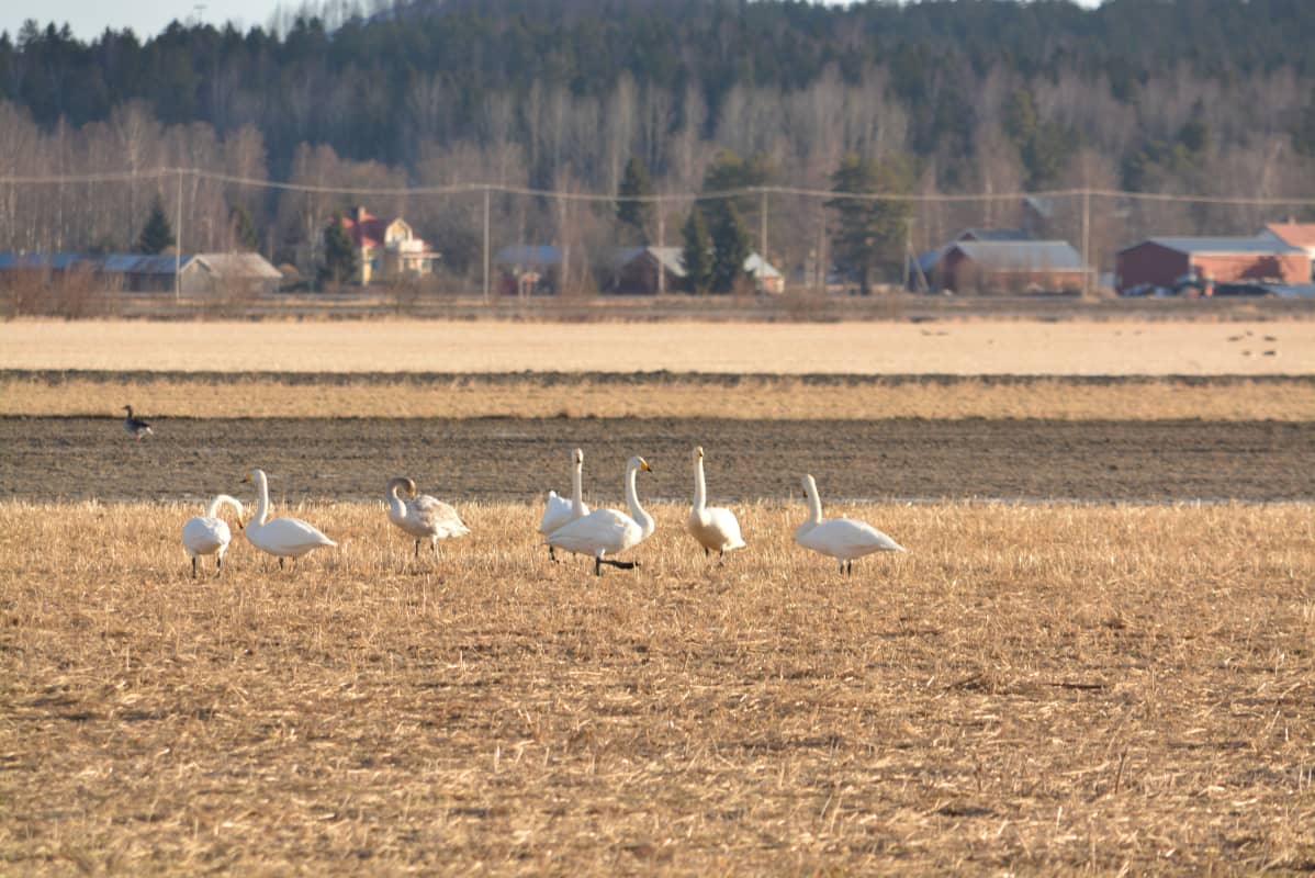 Joutsenparvi Söderfjärdenin pellolla.