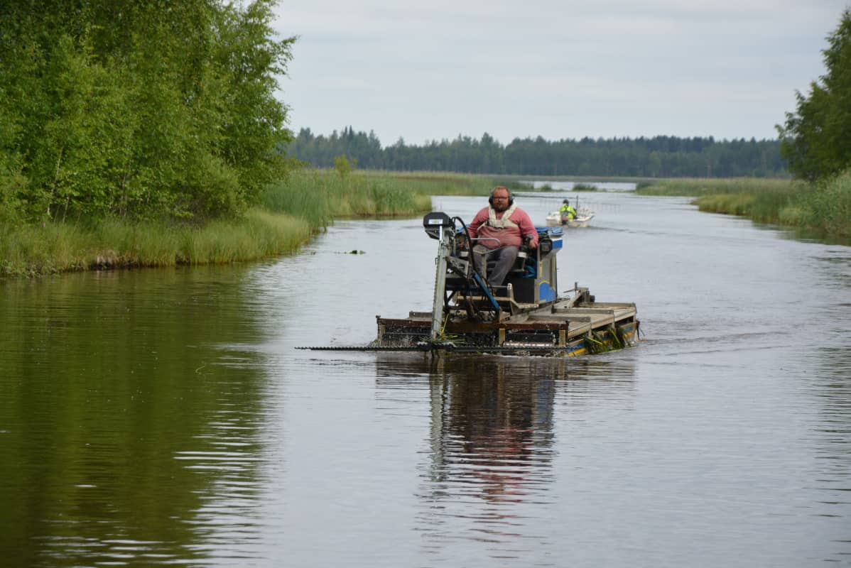 Vesikasvien niittoa Evijärvellä.