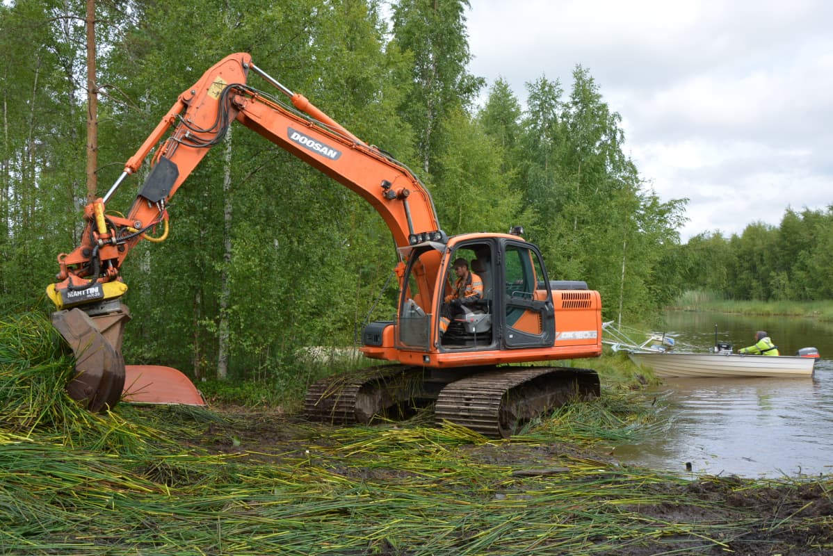 Järveltä niitettyä kasvustoa läjitetään rannoille.