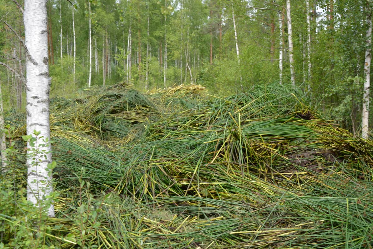 Rannalle läjitettyjä vesikasveja Evijärvellä.