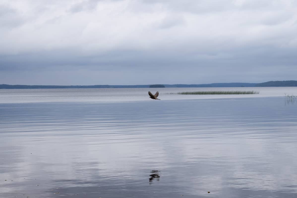 Haukka Sotkamon Nuasjärvellä. Talvivaaran purkuputki laskee Nuasjärveen.