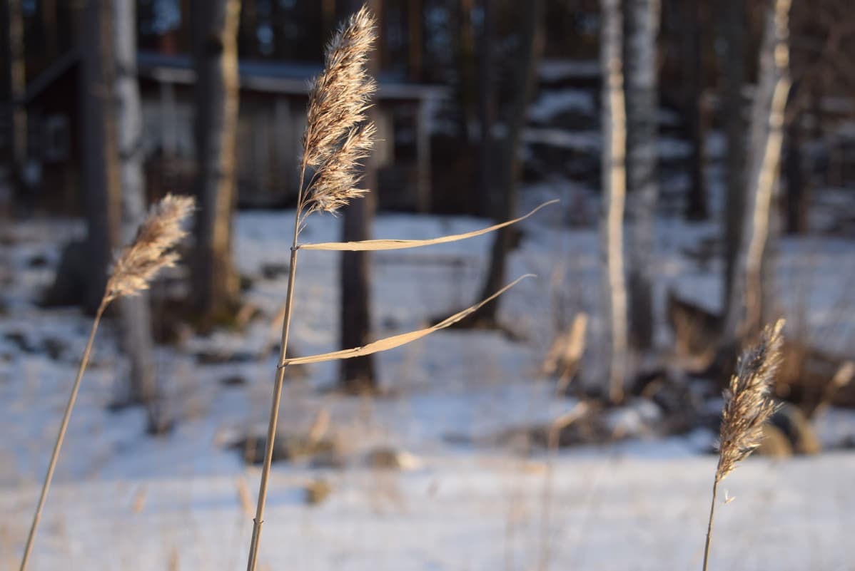 Seppäsen käyttämä kesämökki Polvijärvellä. Järvellä tapahtui hukuttamisia.