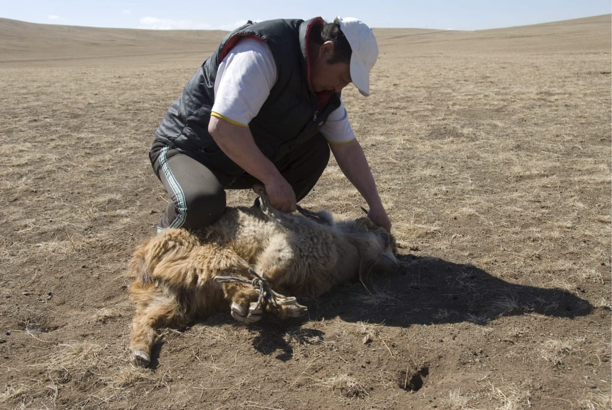 Mongolialaispaimen keritsee lammasta