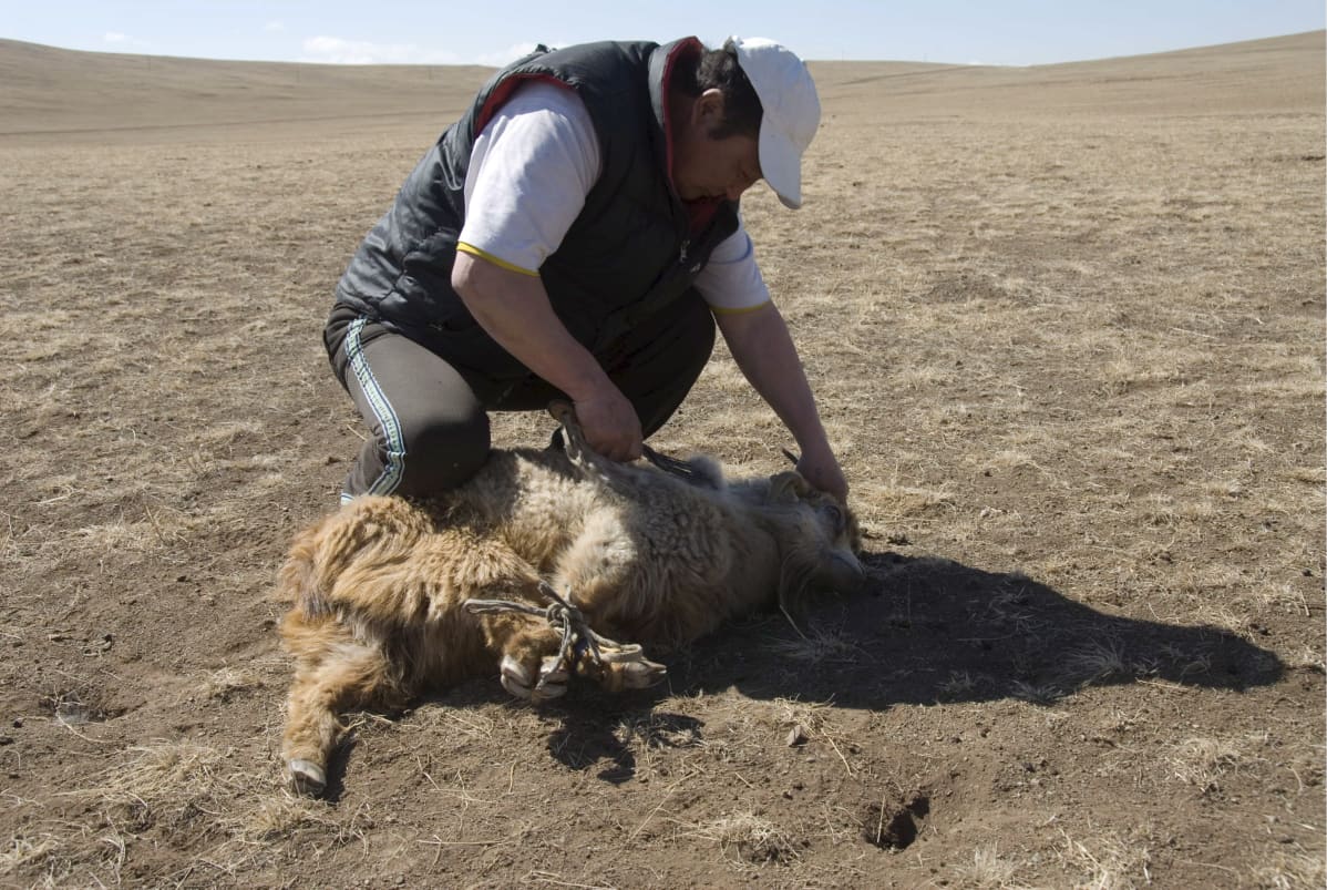 Mongolialaispaimen keritsee lammasta