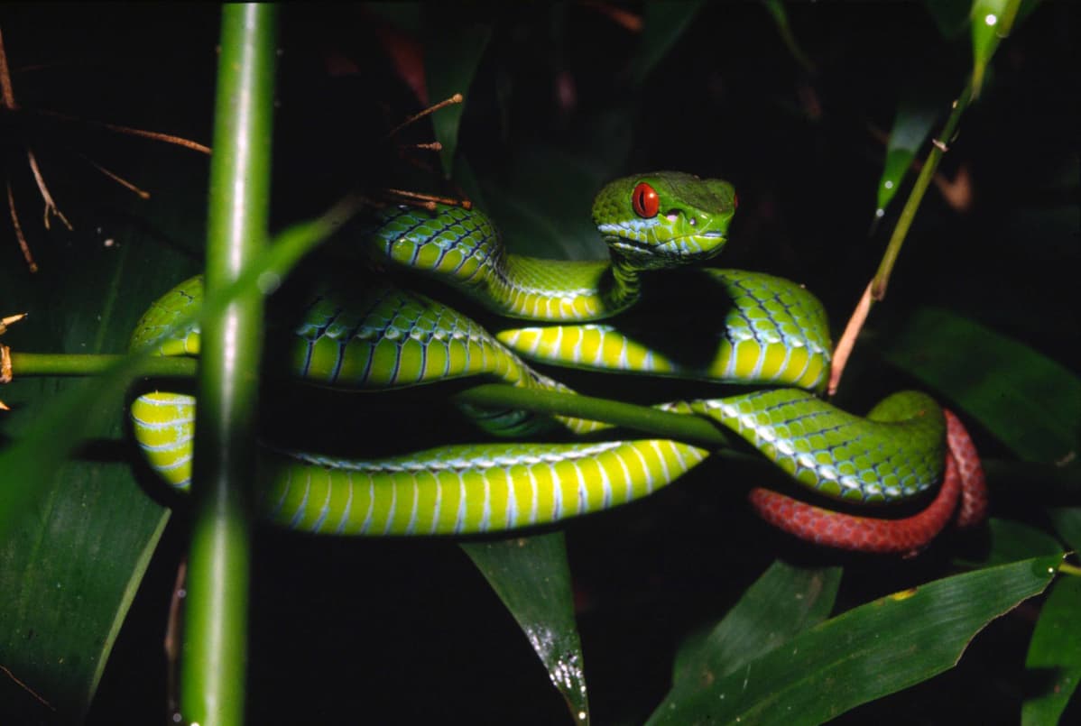 Suur-Mekongin alueella Vietnamissa ja Kambodžassa elävä Trimeresurus rubeus - käärme. Kuuluu 126 uuteen eliölajiin, jotka löydettiin Suur-Mekongilta vuonna 2011.